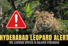 Forest department teams conduct search operations near RCI Campus in Balapur after confirmed leopard sightings. (Representative Image)