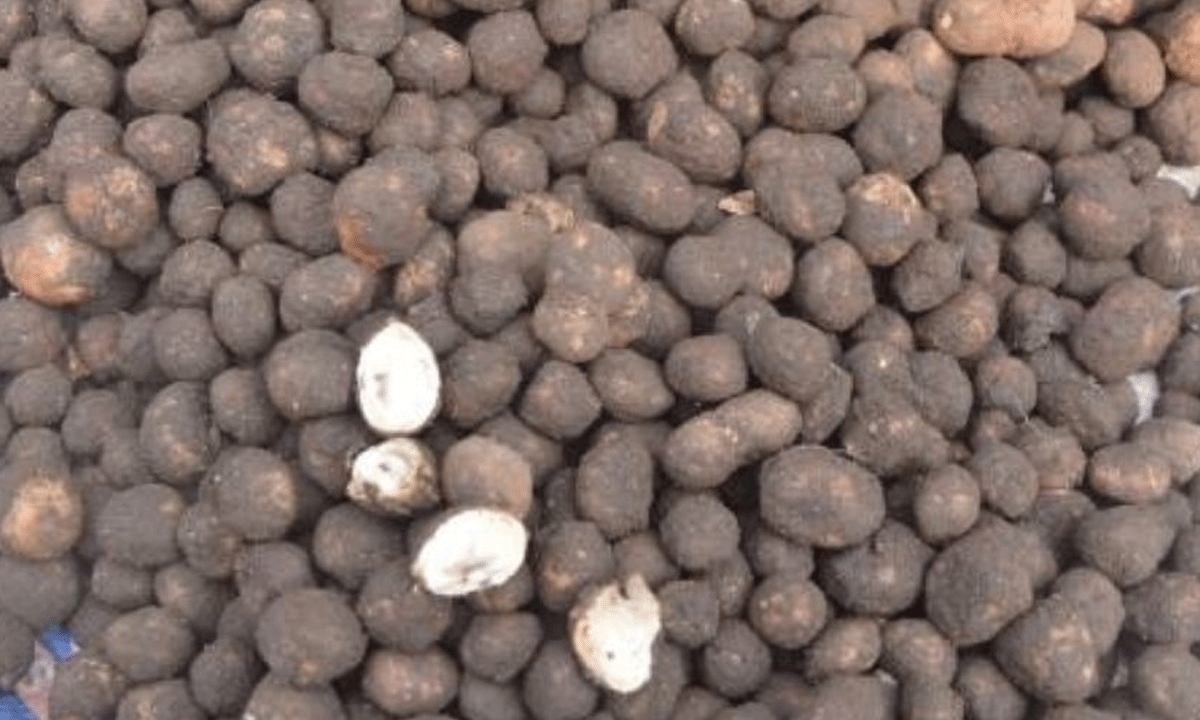 Katrua Vegetable: This Wild Delicacy is Costlier Than Mutton – Here’s Why People Love It