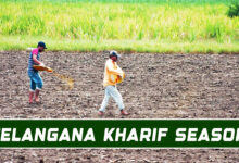 Telangana Kharif Season in Crisis Due to Poor Rainfall and Water Shortage