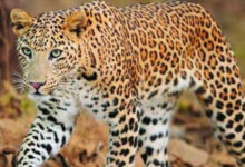 Leopard Sighting Near RCI Campus Balapur Hyderabad, Triggers Fear Among Locals