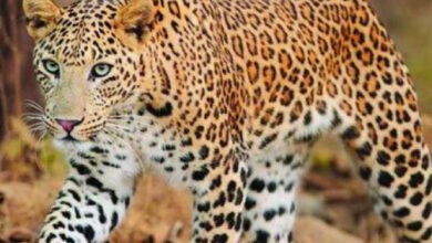 Leopard Sighting Near RCI Campus Balapur Hyderabad, Triggers Fear Among Locals