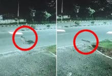 Fears over LeForest Officials Confirm Leopard Presence in Ibrahim Bagh Army Premises, Locals Advised to Stay Alertopard Presence in Narsingi, Confirmation of Entry into Military Area