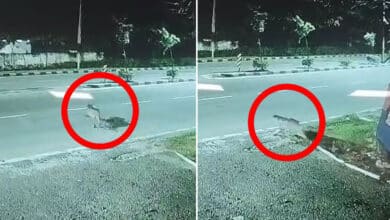 Fears over LeForest Officials Confirm Leopard Presence in Ibrahim Bagh Army Premises, Locals Advised to Stay Alertopard Presence in Narsingi, Confirmation of Entry into Military Area