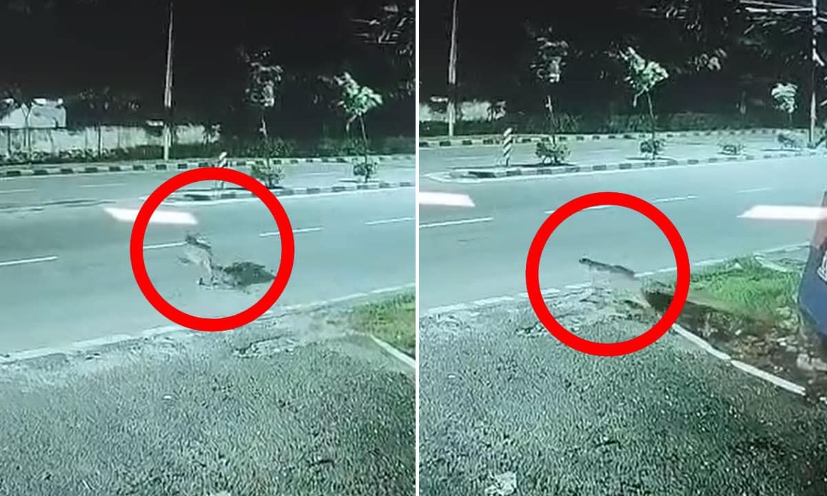 Fears over LeForest Officials Confirm Leopard Presence in Ibrahim Bagh Army Premises, Locals Advised to Stay Alertopard Presence in Narsingi, Confirmation of Entry into Military Area