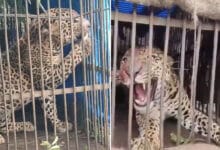 Leopard Nabbed in Tech Park Area After Weeks of Tracking in Hyderabad
