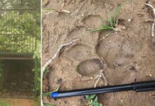 Forest Department Action to Catch Leopard in Ranga Reddy District, Camera Traps Installed