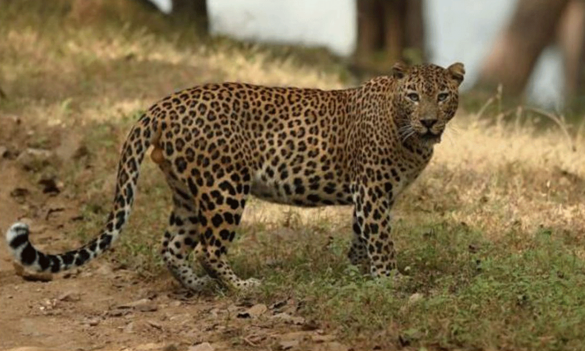 Leopard Sighting Sparks Panic Near Hyderabad’s RCI Campus