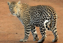 Hyderabad: Leopard Scare at Defence Labs School, Forest Department Sets Up Camera Traps