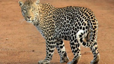 Hyderabad: Leopard Scare at Defence Labs School, Forest Department Sets Up Camera Traps