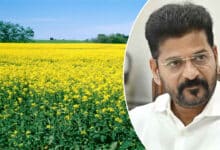Subsidy for Farmers Cultivating Oilseed Crops; Seeds and Equipment to Be Provided
