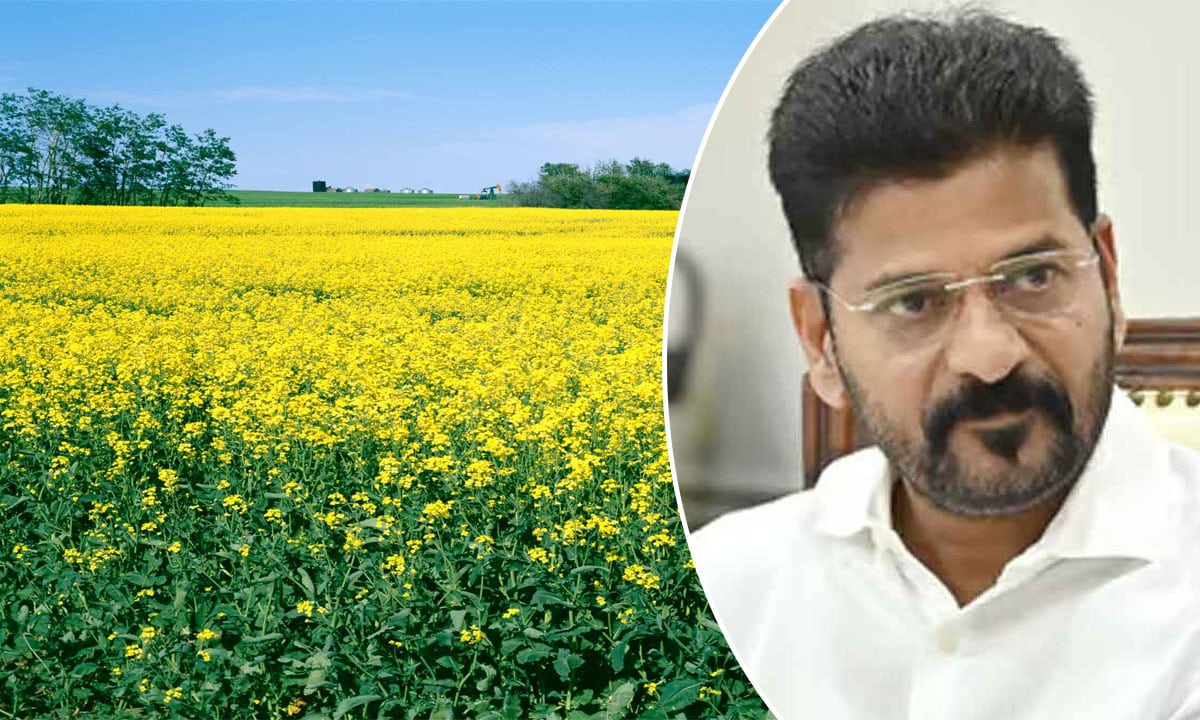 Subsidy for Farmers Cultivating Oilseed Crops; Seeds and Equipment to Be Provided