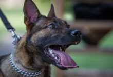 Karnataka Sees 2.3 Lakh Dog Bite Cases, 19 Rabies Deaths in Just 6 Months