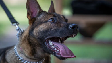 Karnataka Sees 2.3 Lakh Dog Bite Cases, 19 Rabies Deaths in Just 6 Months
