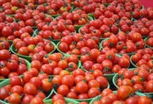Tomato prices double across TN as rain hits supply