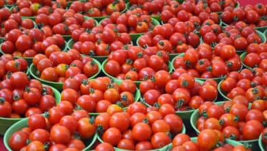 Tomato prices double across TN as rain hits supply