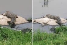 Crocodile Scare Grips Kishan Bagh, Asad Baba Nagar — Pets Attacked, Residents Alarmed