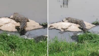 Crocodile Scare Grips Kishan Bagh, Asad Baba Nagar — Pets Attacked, Residents Alarmed