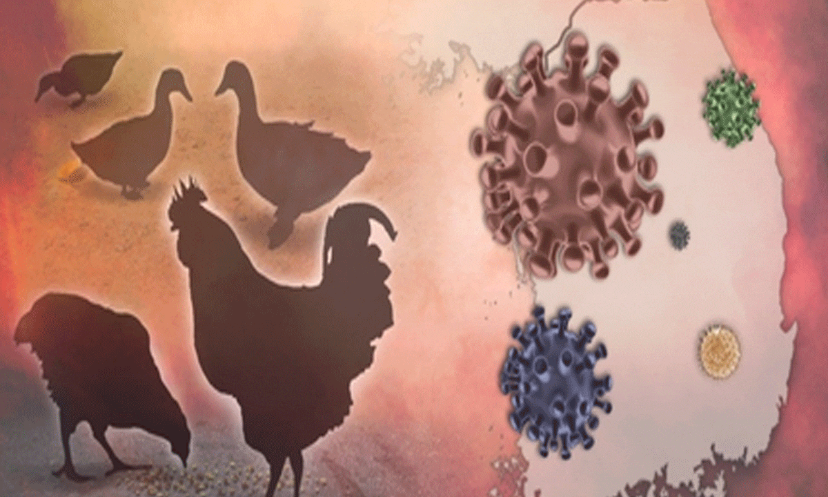 South Africa's Western Cape confirms bird flu outbreaks, urges public vigilance