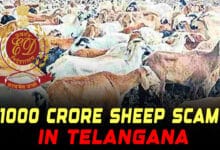 Telangana’s ₹1000 Crore Sheep Scam: ED Uncovers Widespread Fraud Across State