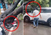 Hyderabad: Heavy Rains Near NIMS Hospital Cause Tree Fall, Vehicles Damaged: Video