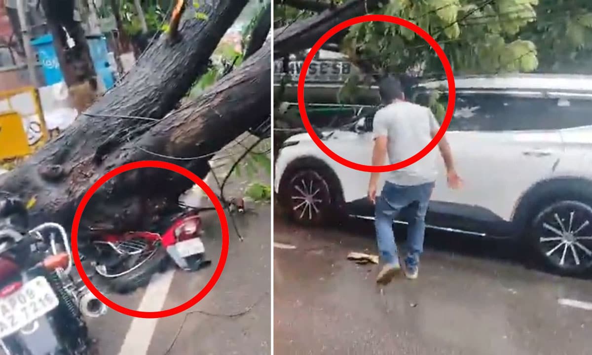 Hyderabad: Heavy Rains Near NIMS Hospital Cause Tree Fall, Vehicles Damaged: Video